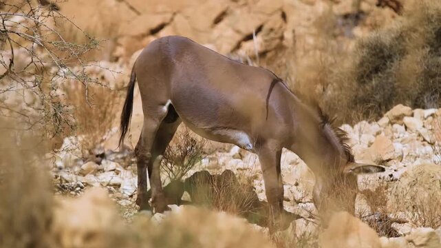 A wild donkey, or burro, stands among rocks and sparse vegetation in the rugged, arid mountains of Oman. The animal is a resilient symbol of the desert environment, captured in its natural habitat wit