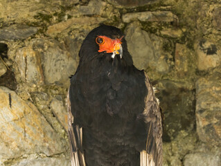 Aigle bateleur
