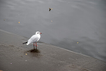 A Tern standing on the waterfront on the river Trent in Nottingham, UK