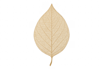 Dry vein leaf skeleton isolated on a transparent alpha background