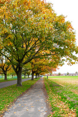 Naklejka premium A view of trees in autumn colour near the River Trent in Nottingham, UK.
