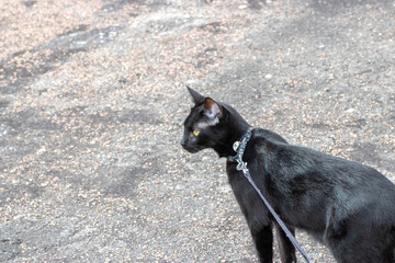 Gato negro atado explorando