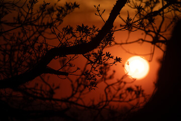 dramatic red sunset landscape with trees silhouette