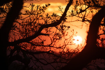 dramatic red sunset landscape with trees silhouette
