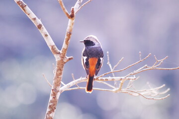 可愛いジョウビタキの雄