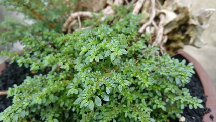 natural background of green leaves