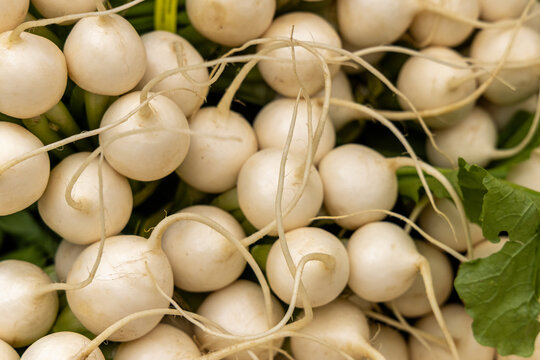 Japanese turnips for sale on display at the Union Square Farmers Market in New York City on Wednesday, Oct. 8, 2025. (Photo: Gordon Donovan)