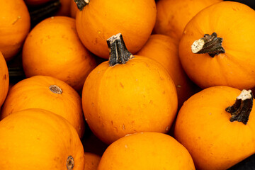 Wee B Little Pumpkins for sale on display at the Union Square Farmers Market in New York City on Wednesday, Oct. 8, 2025. (Photo: Gordon Donovan)