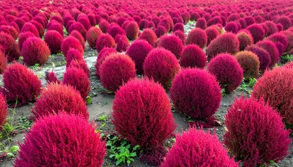 Papier peint photo Bordeaux Vibrant field of spherical crimson plants  © sholawat
