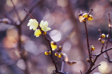 咲始めたロウバイの花
