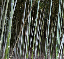 Visitors stroll a serene bamboo grove, soaking in the calming atmosphere and beauty