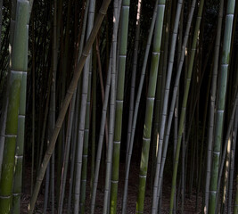 Tall bamboo stalks create a peaceful path, inviting exploration in the early morning light