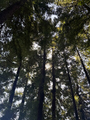 Bright sunlight shines through the canopy of tall trees in a lush forest