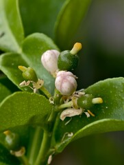 Macro Close-Up of Young Lime Fruit and Buds on Green Leaves