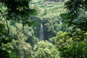 Fototapeta premium waterfall in the middle of the forest, visible from a distance among the dense trees, jungle in West Java 