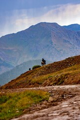 Fototapeta premium Majestic View from Engineer Pass Colorado – High-Altitude Mountain Adventure