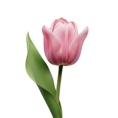 Fototapeta premium Single pink tulip blossom on black background isolated illuustration on transparent background 
