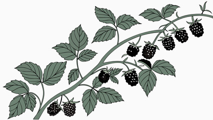 Naklejka premium Blackberry Branch with Leaves and Ripe Berries Botanical Illustration Nature Design Element for Food Drink and Health.