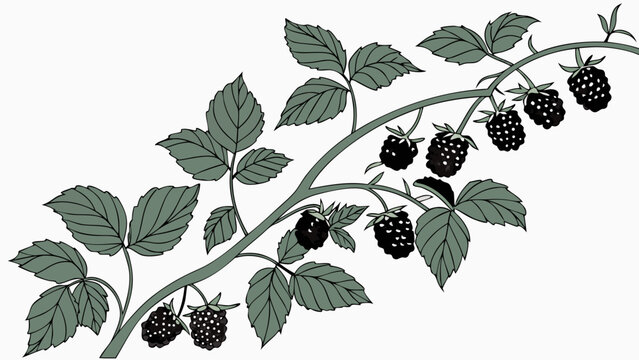 Blackberry Branch with Leaves and Ripe Berries Botanical Illustration Nature Design Element for Food Drink and Health.
