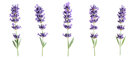 Naklejka premium Five lavender sprigs isolated on transparent background