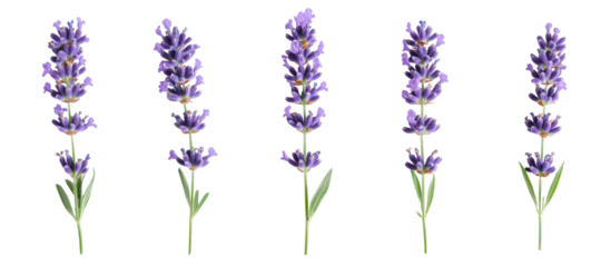 Five lavender sprigs isolated on transparent background