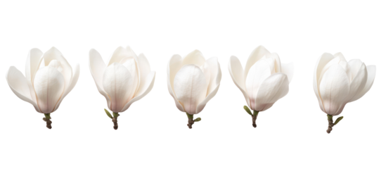 Five white magnolia flower buds isolated on transparent background