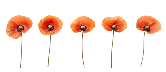 Five red poppies on stems isolated on transparent background