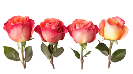 Four beautiful pink and orange roses isolated on transparent background