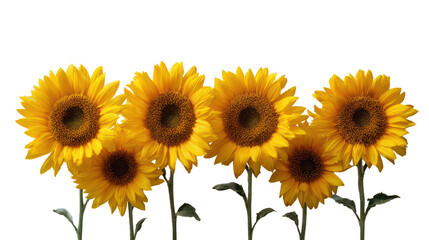 Fototapeta premium Group of bright yellow sunflowers in a row isolated on transparent background