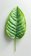 green leaf on a white background