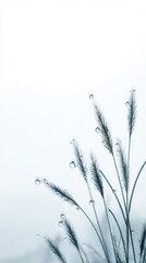 Delicate Dew-Kissed Grasses Against a Soft, Minimalist White Background.