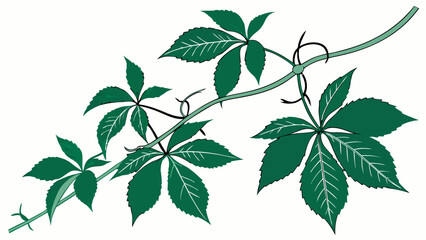 Green Vine with Five-Leaf Clusters Botanical Illustration Nature Design Element.