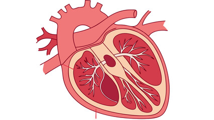 Human heart anatomy illustration detailed medical diagram cardiovascular system graphic internal organ structure red and beige color scheme educational chart health care image biology less.