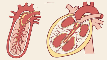 Human heart anatomy internal structure cross section medical illustration organ diagram cardiovascular system chambers valves arteries veins biology healthcare medicine science educ.