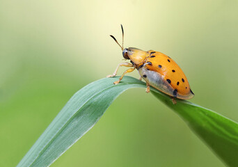 The tortoise beetle or Aspidimorpha miliaris is on a leaf. clearly visible against a soft, plain gradation green background