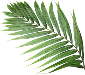 palm Green palm tree on white background PNG Tropical lush green palm leaves, elements on...