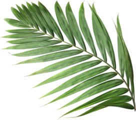 palm Green palm tree on white background PNG Tropical lush green palm leaves, elements on transparent background Leaf of palm isolated on white Composition of coconut leaves.