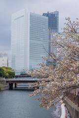 日本　神奈川県横浜市桜木町の街並みと大岡川沿いに咲く桜