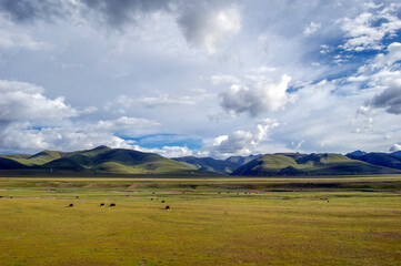 Vast grassland with mountains under a cloudy sky