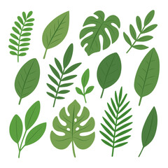 Collection of tropical green leaves in flat style. Assorted foliage for nature and summer-themed designs