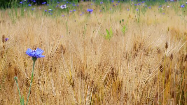 In the field where barley is ripening, there are cornflowers and poppies.보리가 익어가는 밭에 수레국화와 양귀비꽃이 있습니다