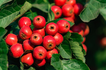 The hawthorn trees in the courtyard are covered with bright red hawthorn fruits