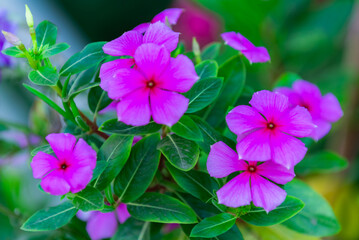 The pink Changchun flowers blooming in the garden