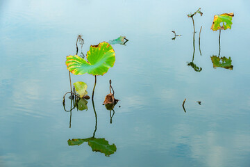 In the autumn lotus pond, the gradually declining lotus leaves remain beautiful and colorful