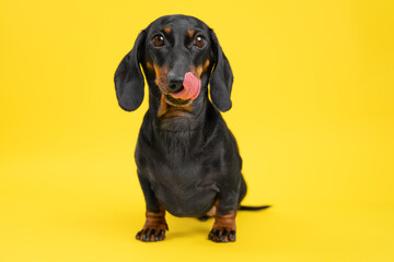 A cute dachshund sits on a vibrant yellow background, playfully licking its nose, capturing a charming and amusing moment.