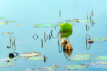 In the autumn lotus pond, the gradually declining lotus leaves remain beautiful and colorful