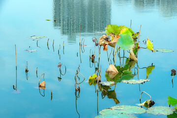 In the autumn lotus pond, the gradually declining lotus leaves remain beautiful and colorful