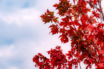 In autumn, the leaves of plants gradually turn yellow and red, displaying colorful and beautiful colors