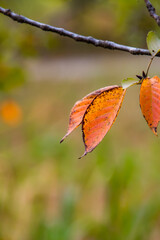 In autumn, the leaves of plants gradually turn yellow and red, displaying colorful and beautiful colors