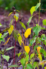 In autumn, the leaves of plants gradually turn yellow and red, displaying colorful and beautiful colors